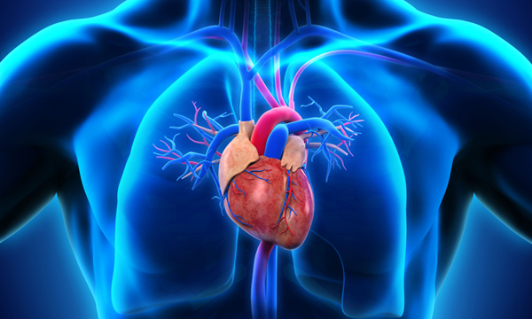 Cardiovascolare